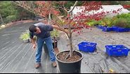 Brightwater Nursery How to prune a Japanese Maple Tree