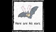 Hasemeier Early Learning Resources - Bat Parts!