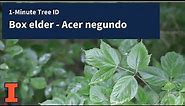 1-Minute Tree ID - Box elder, Acer negundo