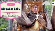 Australian rescued Bats | Rehab | Bat Megabat Little Red baby born (Flying-fox) (Fruit bat)❤️🦇