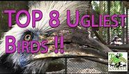 Top 8 Ugliest Birds !