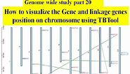 Genome wide study Part 20 Gene position on chromosome using TBTool | Phenogram