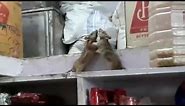 Funny Rat fighting
