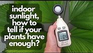 HOW MUCH LIGHT ARE YOUR PLANTS GETTING? | Test with a light meter