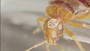 What Does A Bed Bug Look Like? | Orkin Canada