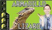 Armadillo Lizard, The Best Pet Lizard?
