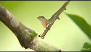 Anole Lizards' Adaptations — HHMI BioInteractive Video