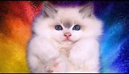 Rosey- Ragdoll Kitten From Birth To 12 Months