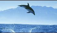 Incredible Dolphin Moments | BBC Earth
