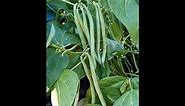 How to harvest bush green beans: Wait until pods dry, crack open, collect seeds.