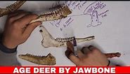 How to Age a Deer by Jawbone (and How to Remove the Jawbone) (Part 1 of 2)