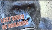 Gorilla Harambe Shot and Killed Today at the Cincinnati Zoo