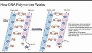 How DNA Polymerase Works