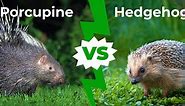 Porcupine vs Hedgehog: 8 Main Differences Explored