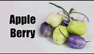 TASMANIAN APPLE BERRY : Crazy looking square fruit - Weird Fruit Explorer Ep 398