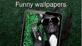 Funny wallpapers 4k