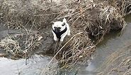 Chief The Pug - jumping over creek