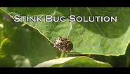 Stink Bug Solution - When Bug Spray Doesn't Work