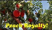 Harvesting Peach Royalty | THE Peach to Grow in Warm Climates