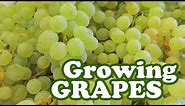 Growing Grapes Tree Vine Plant - Thompson Seedless Green Grape Variety Privacy Fence Cyclone Jazevox