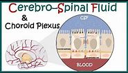 Cerebrospinal Fluid ( CSF) and the choroid plexus | Anatomy of Choroid plexus | function of CSF