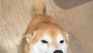 Shiba Happy Owner Is Back To Feed Knucklesandwiches | Best Pick