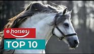 Top 10 Andalusian horses