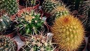 How to Save a Cactus That is Turning Yellow | Gardener report.com