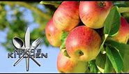 Apple Farm - Newton Orchards of Manjimup
