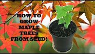 How to Grow Maple Trees from Seed!