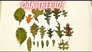 Oak Tree Identification Guide: 20+ Species