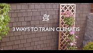How To Train Clematis