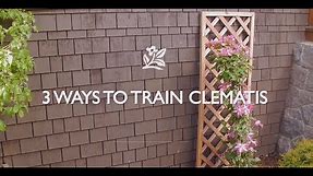 How To Train Clematis