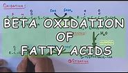 Beta Oxidation of Fatty Acids | Degradation of Saturated Fatty Acids