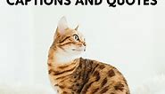 250  Cat Quotes and Caption Ideas for Instagram