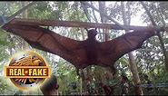 World's BIGGEST BAT CAPTURED - real or fake?