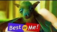 Baby Bat Eating Banana, Fruit Bat Sounds, Dancing, Cute Fruit Bat! (Rescued Bat)