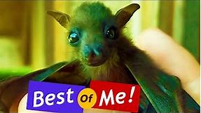 Baby Bat Eating Banana, Fruit Bat Sounds, Dancing, Cute Fruit Bat! (Rescued Bat)