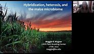 Hybridization, heterosis, and the maize microbiome - Maggie R. Wagner