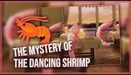 The HIDDEN Origins Of The Dancing Shrimp Meme