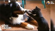 Dog and Cat Best Friends Wrestle ALL The Time | The Dodo Odd Couples