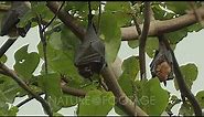 Spectacled Flying Foxes - female with young