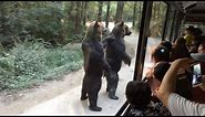 Watch These Bears Walk on Hind Legs Entertaining Surprised Tourists