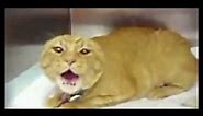 HL2 Stalker Scream Angry Cat Meme