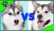 Alaskan Malamute vs Siberian Husky- Who Will Win? Dog vs. Dog