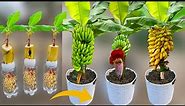 How To Grow Banana Trees From Banana Fruit | Growing Banana Plant From Banana Fruit Lot Of Fruits