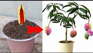 Synthesis of techniques to use bananas to grow super growing plants