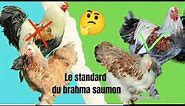 standard chez la poule brahma
