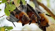 What Is a Group of Bats Called?