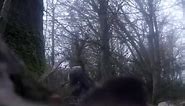 Kimblewick Hunt Throw Captive Fox In Front Of Hounds